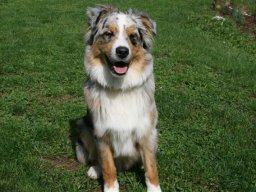 Australian_Shepherd_Ruede_Aron