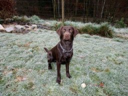 braver_Lab_RÃ¼de_Murphy_mit_8_Monaten