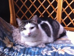 braver_und_sehr_lieber_EKH_Kater_Billy