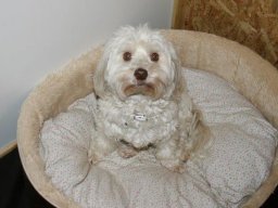 braves Havanesermädchen Lucy