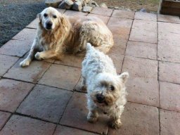 braves_HundepÃ¤rchen_Lea_und_Gipsy