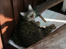 chilliger_Kater_Humpi