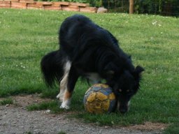 Collie_Mix_HÃ¼ndin_Emmy