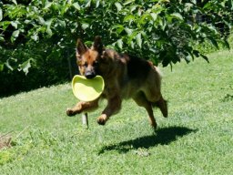 Dt_Schaeferhuendin_Maggie_vom_Butjenter_Land