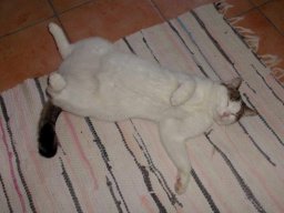 EKH_KatzenfrÃ¤ulein_Kitty