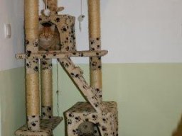 entzückendes Geschwistertrio Abby, Rico und Maxi