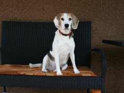 freundliche_Beagle_Huendin_Phoebe