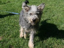 freundliche_MischlingshÃ¼ndin_Fanny