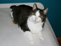 freundlicher_Kater_Nemo