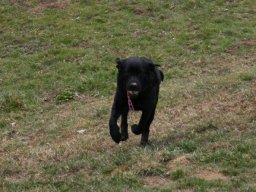 Freundlicher_Lab._RÃ¼de_Conan