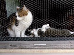 freundliches_Duo_Phibi_und_Felix