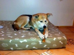 Ganz_liebe_und_ruhige_MischlingshÃ¼ndin_Dunja