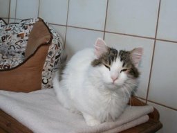 ganz_liebger_Kater_Gismo