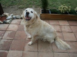 Golden_Ret_RÃ¼de_Luke