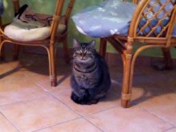 hÃ¼bsche_EKH_Katze_Mucki