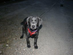 Hallo_sueÃŸe_Brooke_-_LabHÃ¼ndin_mit_12_Wochen