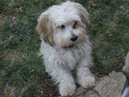 HavanesermÃ¤dchen_Daisy