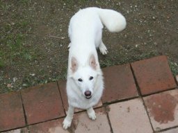 hübsche Weiße Schäferhünden Dunja