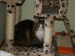 huebsches_MC_Fraeulein_Pamina