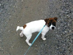 Jack_Russel_RÃ¼de_Sly