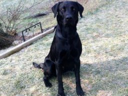 Junger_freundlicher_Labrador_RÃ¼de_Henry