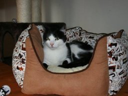 Kater_Felix