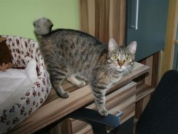 Katzenfraeulein_Lilly