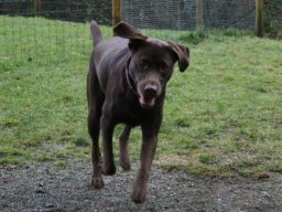 Labrador-HÃ¼ndin_Mona