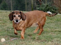 liebe Dachsbrackendame Cyra