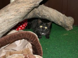 liebe_EKH_Katze_Maxi