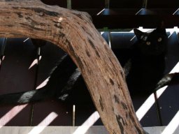 lieber_EkH_Kater_Melchior