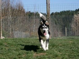 lieber_Huskywelpe_Sam