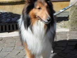 lieber_Sheltie_RÃ¼de_Fynn