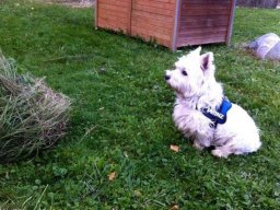 lieber_Westi_RÃ¼de_Elvis