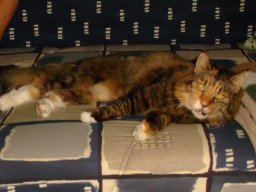 M_Coon_Katzendame_Hanni