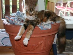 Maine_Coon_Magic_Woods_Amy_Sue