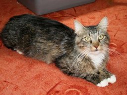 Maine_Coon_Mix_Kater_Felix