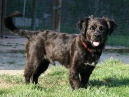 Mischlingsruede_Balu