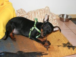 PintscherrÃ¼de_Nico_mit_15_Wochen