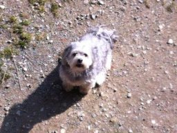 sÃ¼ÃŸer_Havaneser_RÃ¼de_Hector