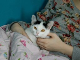 SÃ¼ÃŸes_KatzenmÃ¤dchen_Murli