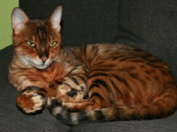 SchÃ¶ner_Bengalen-Kater__Tycoon