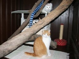 sehr_braves_Katzenpaerchen_Yvette_und_Carlos