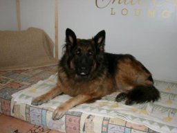 sehr_freundliche_Dt_SchÃ¤ferhÃ¼ndin_Aika