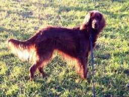 sehr liebe Irish Setter Hündin Juno