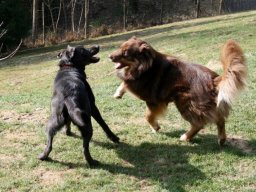 Sitka und Kira in Action