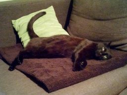 so_sÃ¼ÃŸ_-_verschmuster_Kater_Mikesch