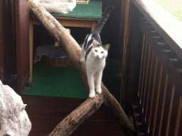 suÃŸer_Katzer_Maxi