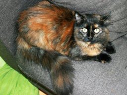 sueÃŸes_MC_Katzenmaedchen_Astra