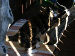 Süße EKh Katze Cosi